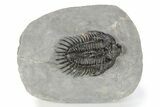 Spiny Comura Trilobite - Ofaten, Morocco #245916-5